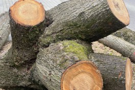 В Калининграде разрешили вырубку деревьев возле Южного парка для обустройства парковки