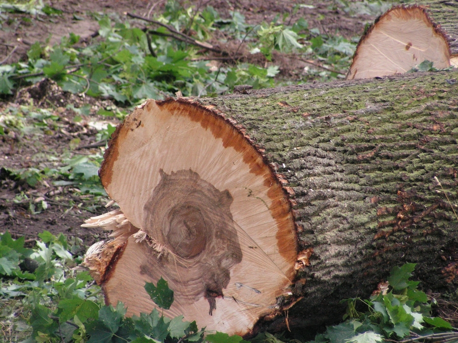 Жители Нестерова незаконно вырубили деревья во дворе жилого дома