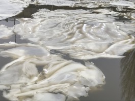 «Плавающие пятна»: Преголя в центре Калининграда покрылась необычным льдом (видео)
