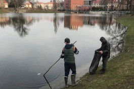 Пруд Поплавок в Калининграде чистят по требованию прокуратуры