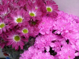 Накануне 8 марта поставки цветов в Калининградскую область увеличились в 10 раз 