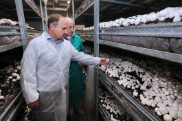 Лютаревич: Мы хотим создать грибной кластер в Багратионовском районе (видео)