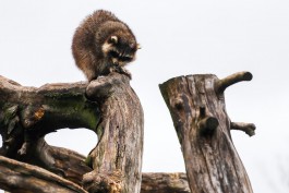 В Калининградском зоопарке планируют отремонтировать вольер для енотов