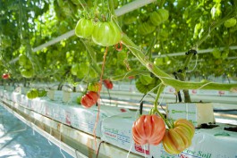 Минсельхоз: Затраты на производство томатов в Калининградской области выросли на 65%