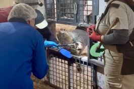 В Калининградском зоопарке пытаются вылечить травмированную лапу 54-летней слонихи Преголи
