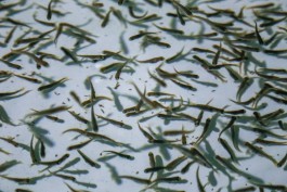 «Основа корма для рыб»: летом в Калининградской области планируют запустить производство белкового концентрата