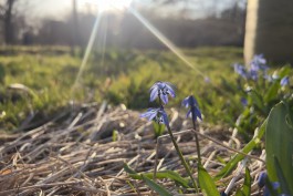 Метеорологи: До конца марта в Калининградской области будет преобладать тёплая и сухая погода
