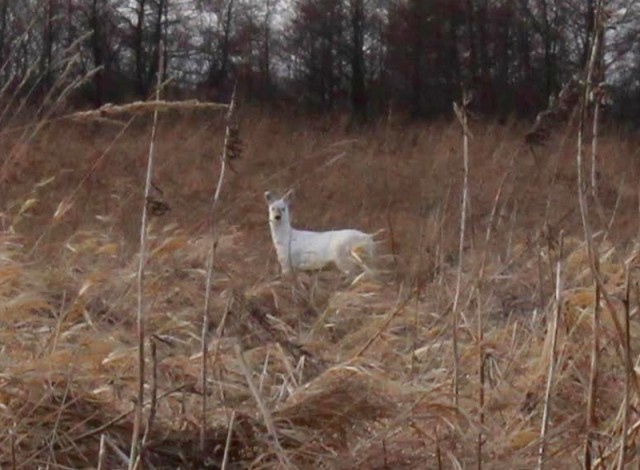 В Калининградской области обнаружили уникальную белую косулю (фото)
