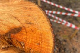 Для строительства дома в районе улицы Левитана в Калининграде вырубят 76 деревьев 