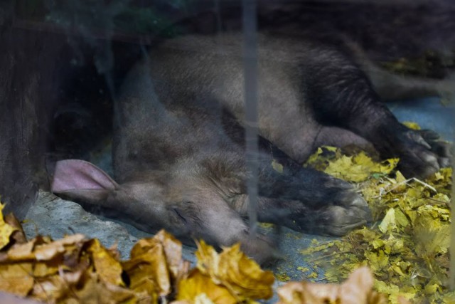 Калининградский зоопарк просит помочь с деньгами на корм для животных