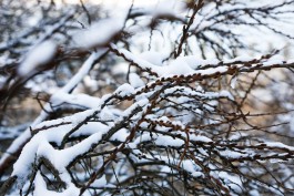Во время сильного снегопада в Калининграде повалило восемь деревьев