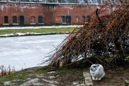 Синоптики прогнозируют снег и морозы в первую неделю января в Калининградской области