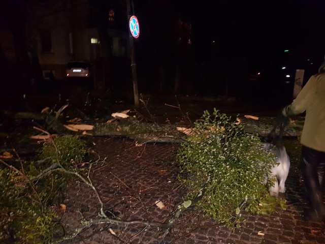 «Оторванные крыши и поваленные деревья»: что разрушил шторм в Калининграде