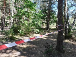 Со среды сапёры начинают обследовать лес под Балтийском, где дети пострадали от взрыва боеприпаса