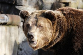 В калининградском зоопарке после зимней спячки проснулся медведь Фима