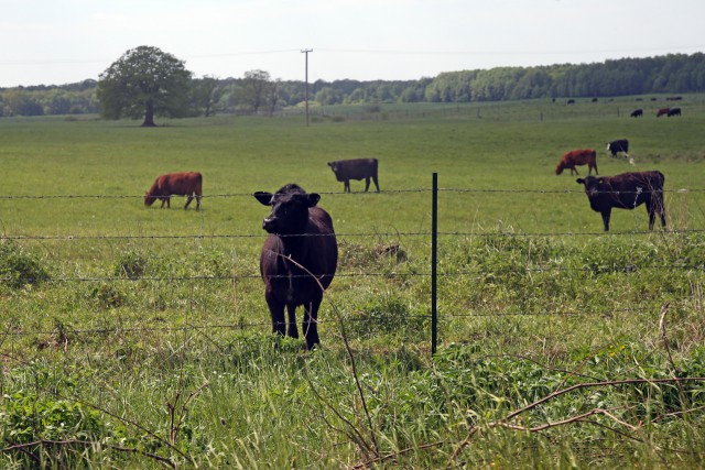 Минсельхоз: За 2018 год в Калининградской области поголовье мясного скота увеличилось на 12 тысяч