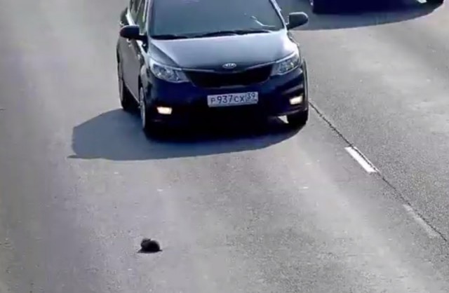 В Калининграде автомобилист спас котёнка, выпавшего на оживлённую дорогу (видео)