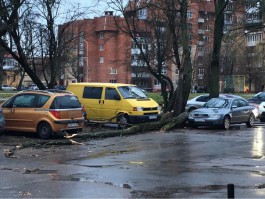 На ул. Мусоргского в Калининграде упало дерево: повреждено два автомобиля