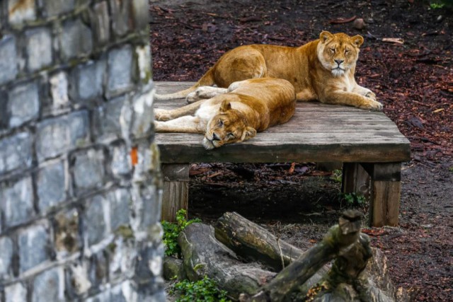 «Нельзя без крупных кошек»: в калининградский зоопарк планируют привезти нового льва