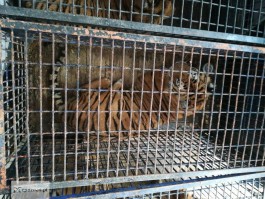 В Польше задержали россиянина за издевательства над тиграми