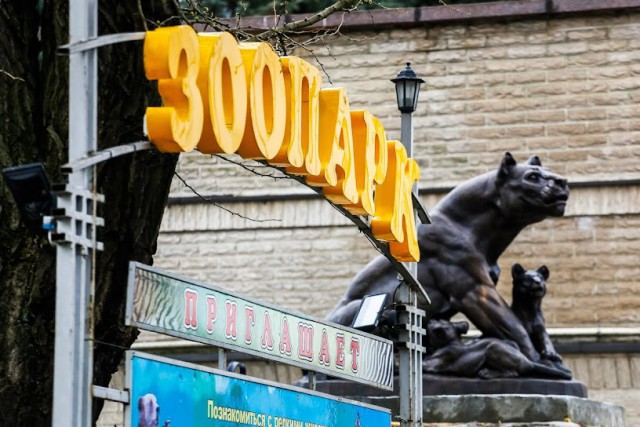 В калининградском зоопарке родился детёныш патагонской мары