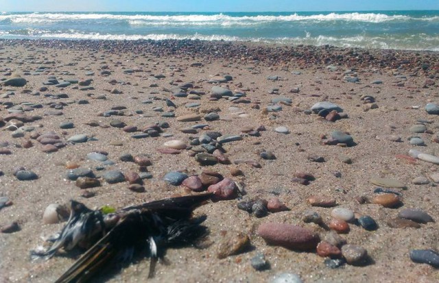 Очевидцы: На побережье Балтийского моря нашли сотни мёртвых птиц