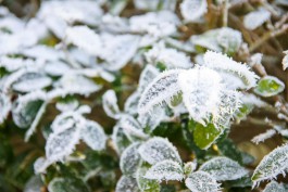 МЧС предупреждает о заморозках до -2°C в Калининградской области