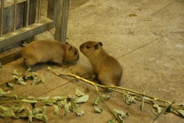 В калининградском зоопарке впервые родились капибары (видео)