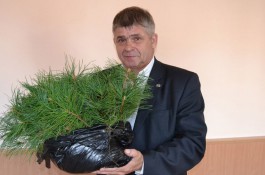 Власти Зеленоградского округа выделили жителю Сахалина землю под кедровый питомник