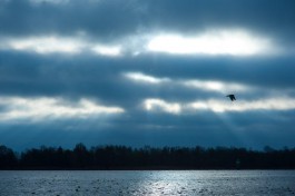 Орнитолог: Миграция птиц в Калининградской области началась на две недели раньше