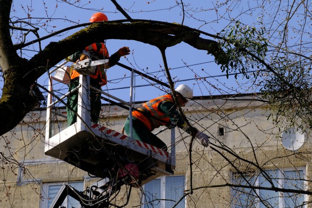«Дробить, обрезать, сажать»: власти рассказали о новых способах ухода за деревьями в Калининграде