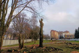 «Пни вместо рощи»: в начале улицы Невского в Калининграде рубят деревья для нового кампуса БФУ имени Канта  (фото)