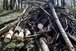 Мэрия предлагает калининградцам забрать на дрова спиленные во время субботника деревья