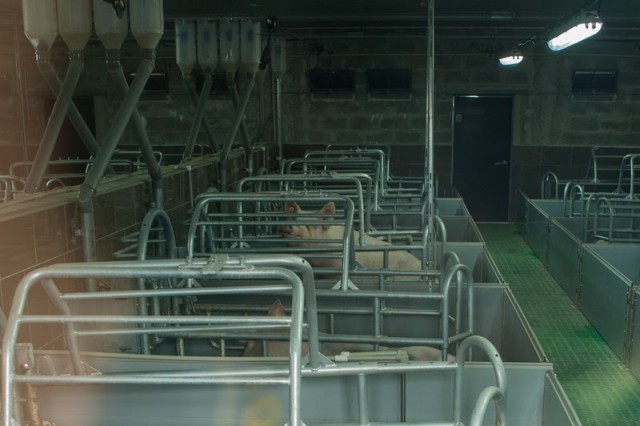 На «Правдинском Свино Производстве» уничтожили 78 тысяч свиней из-за АЧС