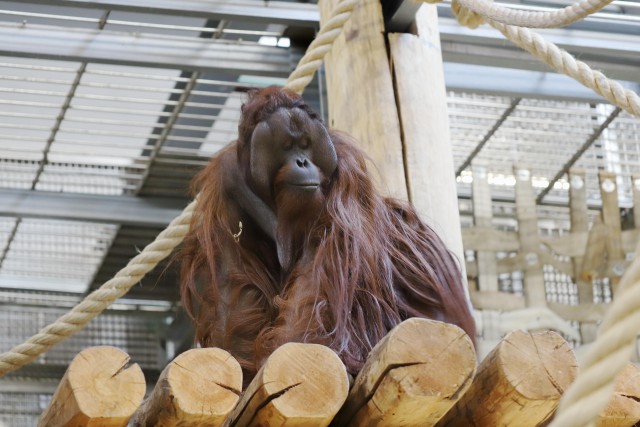 Калининградский зоопарк запустил трансляцию из вольеров орангутана Антона и европейских выдр (видео)