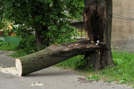Сильный ветер поломал ветки и повалил несколько деревьев в Калининграде