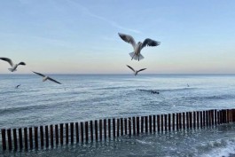 МЧС предупреждает об усилении ветра в Калининградской области до 17 метров в секунду