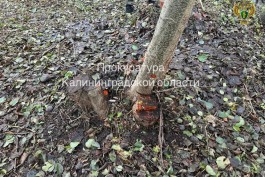 Прокуратура: В Рыбачьем на Куршской косе незаконно вырубили десять деревьев