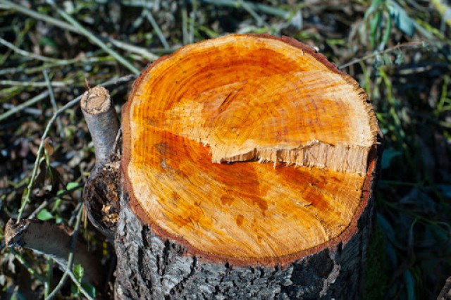 УМВД: В Славском округе местный житель вырубил ивовую аллею ради дров