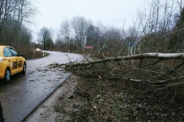 Ночью сильный ветер повалил на дороги Калининградской области 12 деревьев