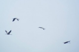 В Калининградскую область стали возвращаться серые журавли