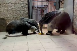 Зоопарк предлагает калининградцам выбрать имя для детёныша гигантского муравьеда 