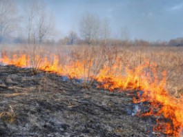 В Калининградской области за сутки пожарные 18 раз тушили возгорание травы