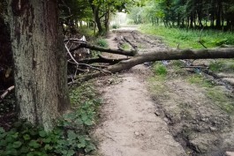 Сильный ветер повалил в Калининградской области 33 дерева