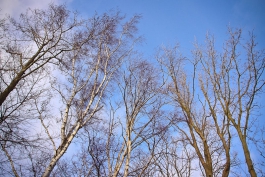 В Краснознаменском районе выявлен очаг опасного заболевания деревьев
