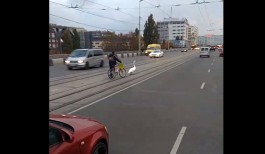 Очевидцы: Велосипедист спас лебедя, гуляющего по эстакадному мосту в Калининграде (видео)