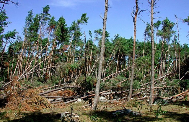 Из-за вырубки деревьев на Куршской косе перекрыли экотропу в Королевском бору