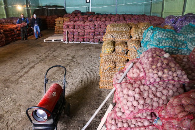 В Калининградской области высадят четыре тысячи гектаров картофеля для фастфуда
