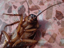 Эксперт: В квартирах калининградцев появились американские тараканы