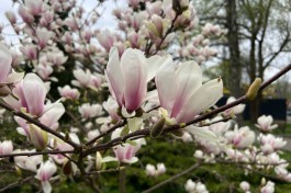 В парке имени Гагарина в Калининграде появится квартал магнолий